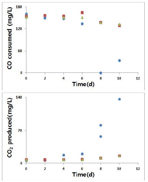 배지의 buffering capacity가 CO 소모와 CO2 생산에 미치는 영향