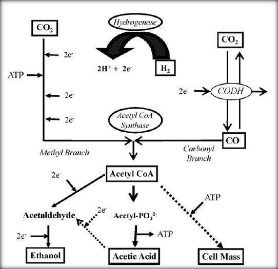 The acetyl-CoA 경로 와 CO 탈수소화효소