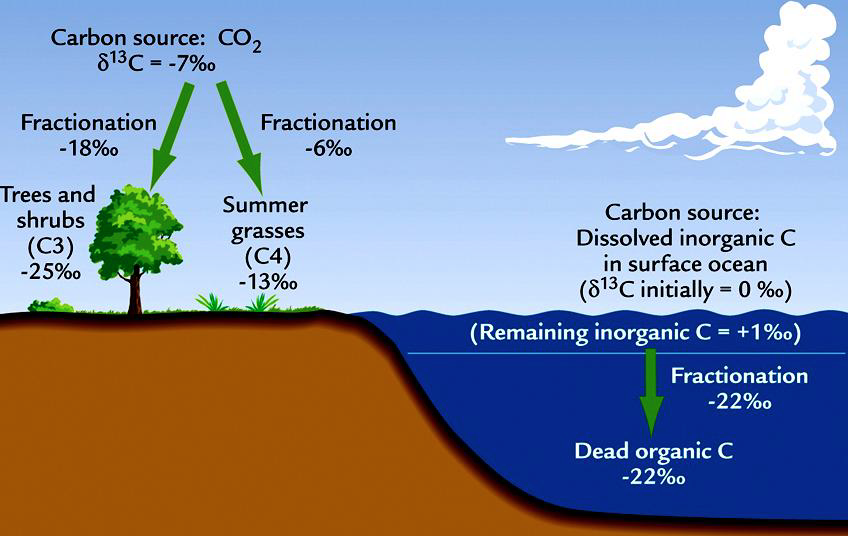 Carbon fractionations in natural systems