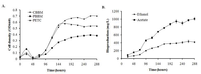 Typical growth of C. ljungdahlii at a 4% inoculum