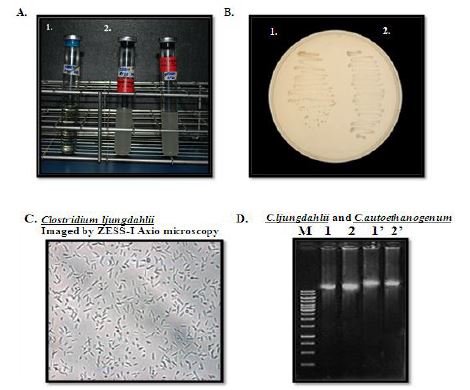 Batch Culture and Genomic DNA isolation of Clostridium ljungdahlii and Clostridium autoethanogenum.