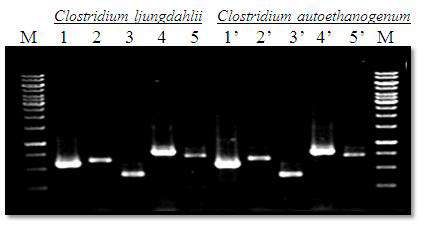 PCR amplification that using specific primers.