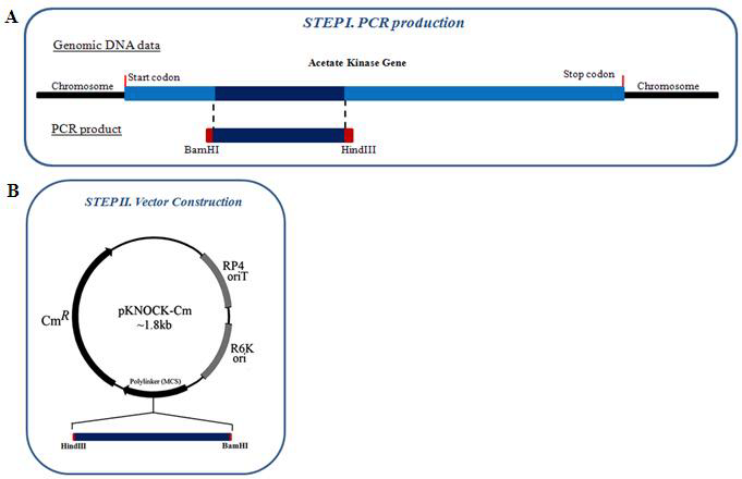 A, Part of PCR production that amplified from Acetate Kinase target gene in chromosome