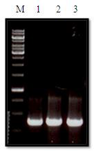 Acetate Kinase gene PCR amplification that using specific primers from Clostridium ljungdahlii genomic DNA.