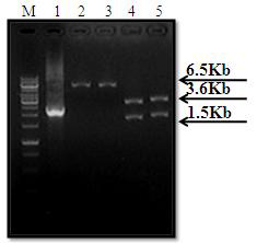 Preparation of pJIR-750-padh vector construction.