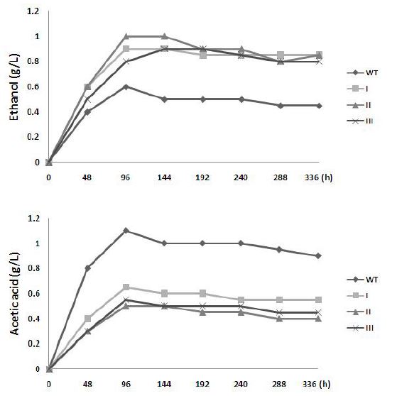 Ethanol and acetic acid production from overexpressed C. ljungdahlii.