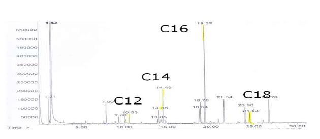 E. coli 재조합 균주로 부터 분리한 lipid의 GC-MS 분석 결과