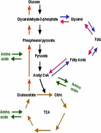 Fatty acid 생합성 개략도