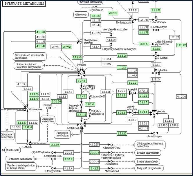 Pyruvate metabolism