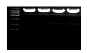 Escherichia coli K-12 MG1655의 genomic DNA