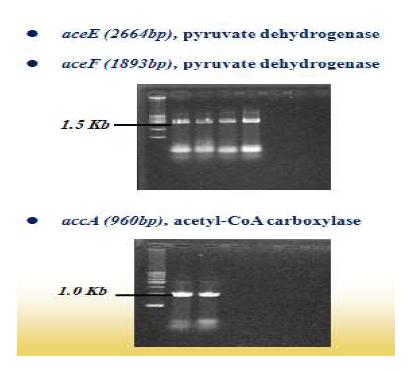 Electrophoresis of PCR product from E. coli genomic DNA