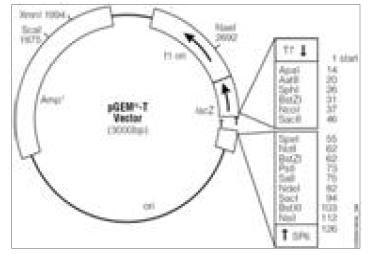 pGEM-T-easy vector map