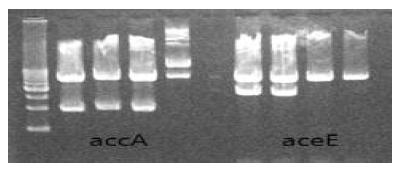 T- vector에 ligation 되어진 accA와 aceE gene 확인을 위한 restriction enzyme 처리 후의 electrophoresis 사진