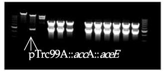 plasmid 생성