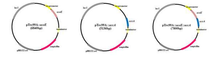 aceE와 accA gene을 삽입하여 제작된 벡터