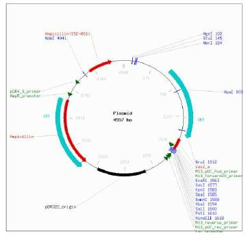 Pseudomonas aeruginosa의 expression 용 pUCP19 vector map