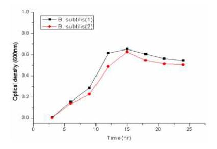 야생종 바실러스의 배양실험 결과