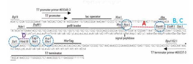 pET22b expression region