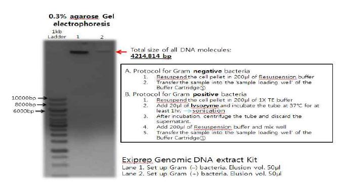 Bacillus substilis Genomic DNA 추출 방법 및 전기영동 확인