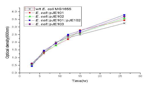 재조합 대장균의 배양실험 결과