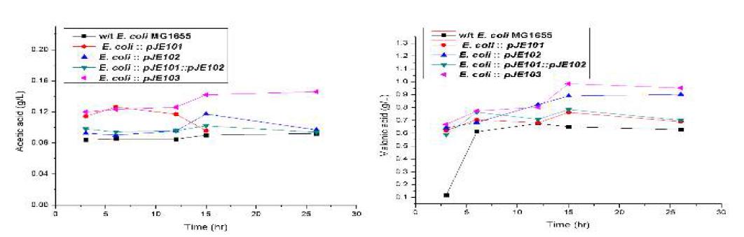 in vitro, acetic acid와 malonic acid의 생산량