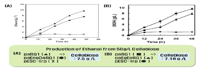 Cellobiose를 유일한 탄소원으로 하는 배지에서의 에탄올 생산