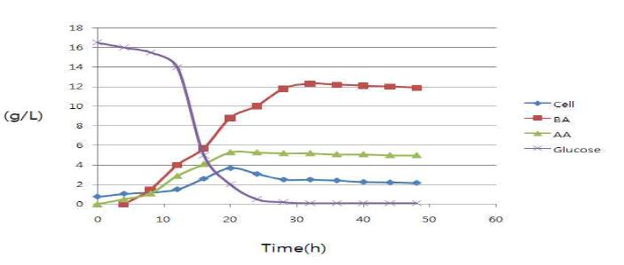 Clostridium butylicum에 의한 butyric acid 발효의 전형적인 pattern