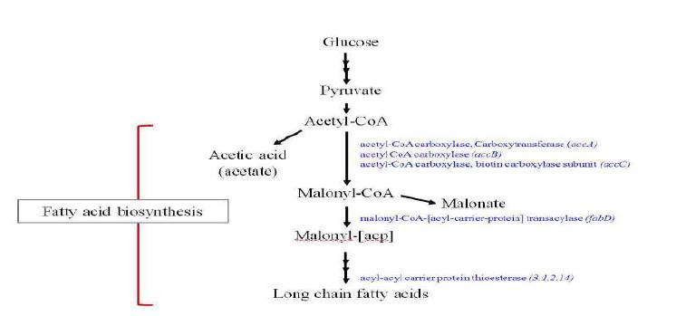 fatty acid synthesis 대사네트워크