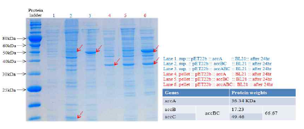 SDS-PAGE : Genes inserted into pET22b in BL21