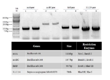 전기영동: PCR products from Basillus subtilis 168