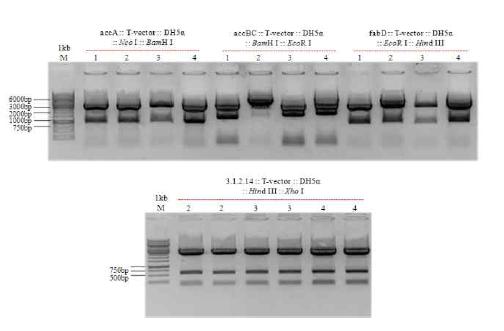 PCR products의 pGEM-T-easy vector (promega)로 삽입 여부 확인