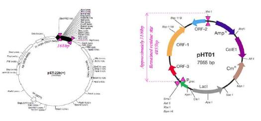 pET22b 벡터와 pHT01 벡터 : 재조합 위치