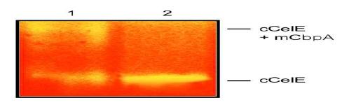 분해 효소 복합체의 Zymogram 확인