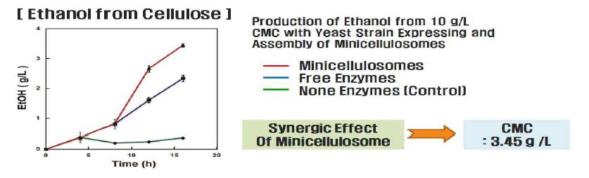 Yeast에서의 미니셀룰로좀의 형성을 통한 Synergic effect 확인