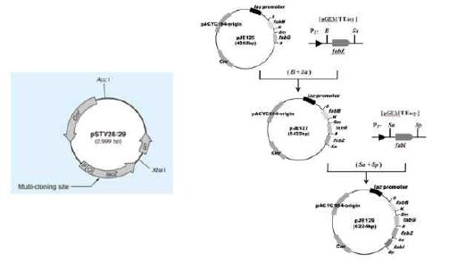 타겟 유전자의 도입을 위한 expression vector 및 plasmid construction map