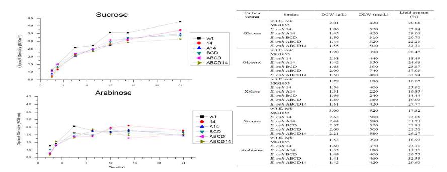 탄소원에 따른 재조합 균주의 생장성과 지질 함량 분석표