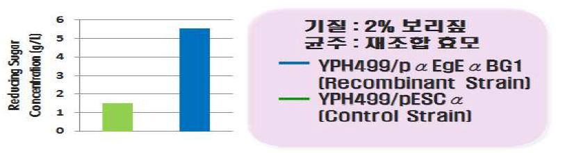 보리짚을 기질로 한 재조합 균주의 당화 효율 분석