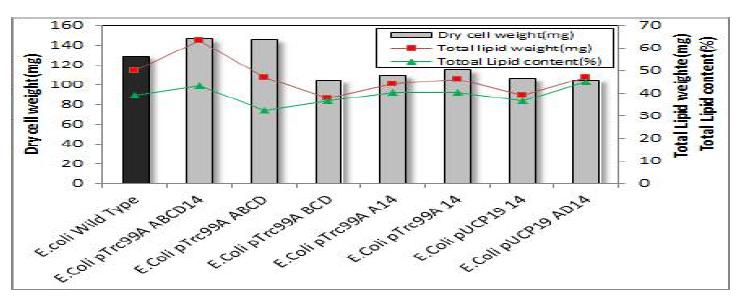 E. coli 의 건조균체와 총지질의 무게, 총지질 함량 비교