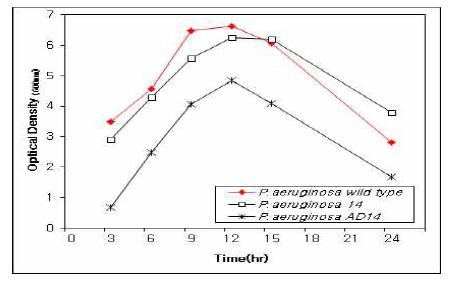 P. aeruginosa 야생균주와 재조합 균주의 기본 성장 pattern 비교