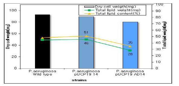 P. aeruginosa 의 건조균체와 총지질의 무게, 총지질 함량 비교
