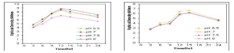 E. coli(왼쪽 그림)와 P. aeruginosa(오른쪽 그림)의 pH의 영향에 따른 성장 pattern