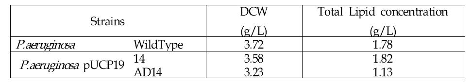 P. aeruginosa 재조합 균의 균체농도와 총 지질농도를 야생균주와 비교한 결과