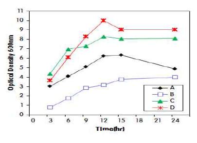 배지 조성에 따른 P. aeruginosa 재조합 균주의 성장 pattern