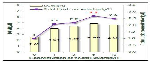 Yeast extract 농도에 따른 P.aeruginosa재조합 균주의 균체농도와 총 지질의 농도