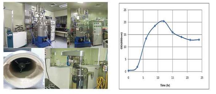 75L fermentor 장비와 원심 분리 후 분리된 cell의 모습 (왼쪽) 과 Batch culture로 배양한 E.coli 재조합 균주의 성장곡선