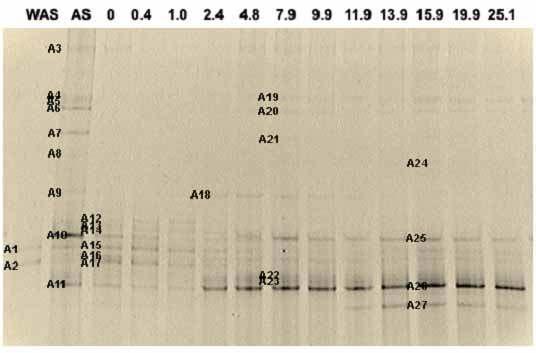 Archaea에 대한 PCR-DGGE 결과
