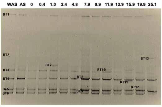 Methanobacteriales order에 대한 PCR-DGGE 결과