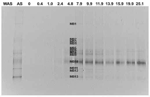 Methanomicrobiales order에 대한 PCR-DGGE 결과