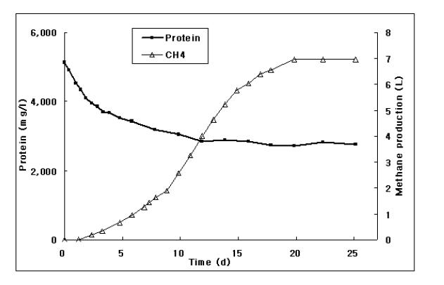 슬러지 회분식 반응기의 단백질 분해 패턴 및 메탄생성