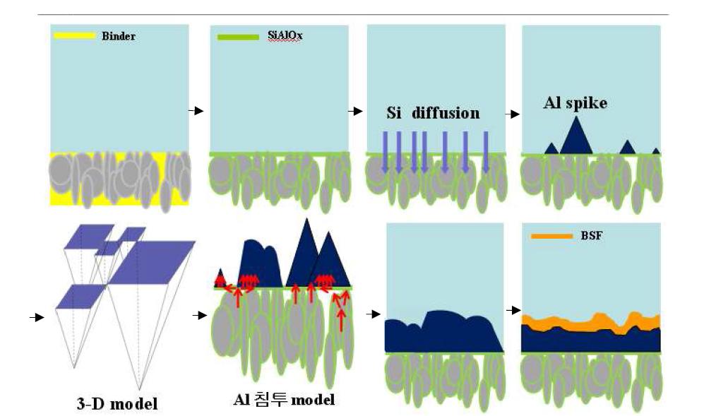 새로 제안하는 Al-BSF 형성 mechanism model